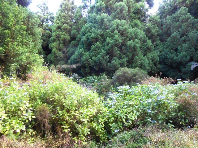 Une idée de la végétation prédominante