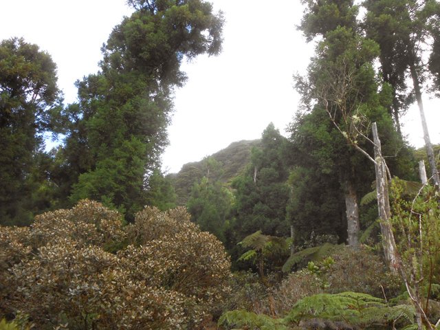 On aperçoit le Piton de la Source à travers les arbres