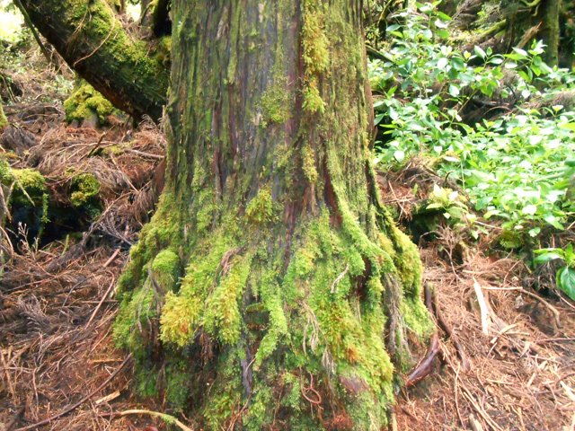 La forêt commence réellement près des prairies