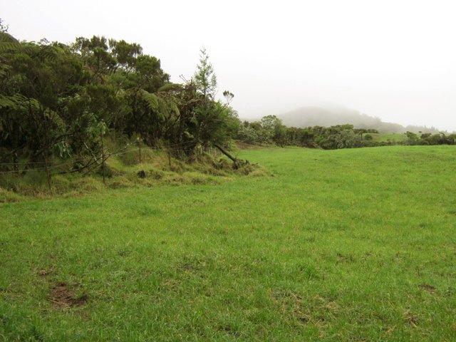 Peu de vaches dans la brume et la fraîcheur de la région