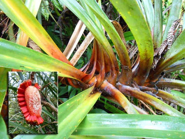 Des pimpins partout qui perdent leurs graines