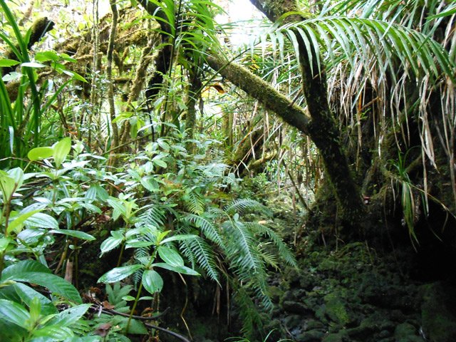 Mi-sentier, mi-ravine pour ce court passage