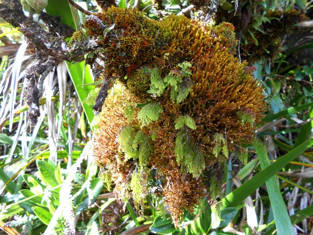 Belles mousses mélangées sur le même arbre