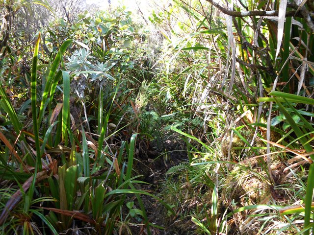 Déjà, le sentier se cache dans la végétation