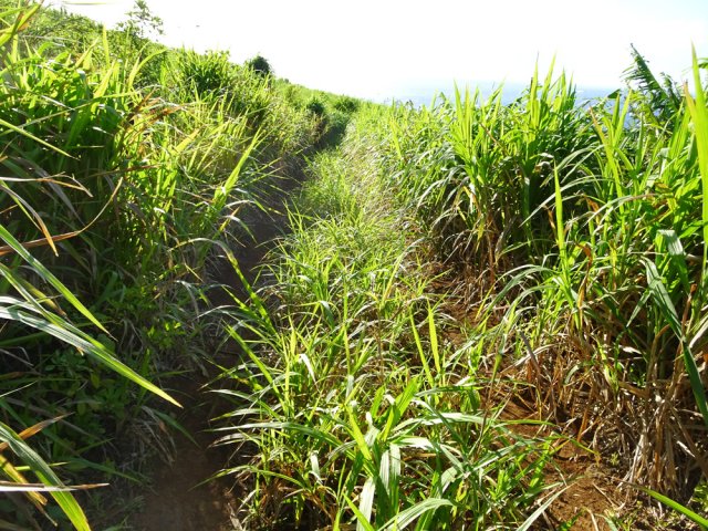 La piste, après le Chemin Neuf, un peu envahie mais le passage est facile