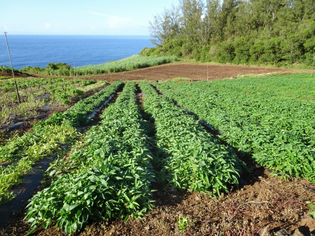 La région produit une grande quantité de légumes différents