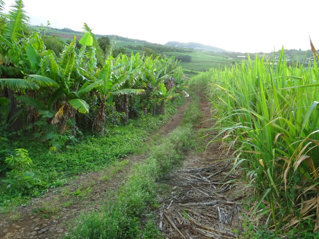 Délaisser le goudron pour pénétrer dans les cannes à sucre