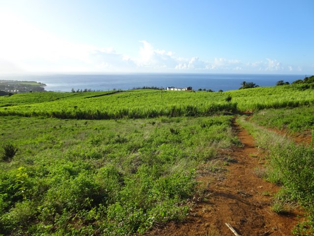 Après ces 20 mètres, on retrouve la piste descendant vers Manapany les Bas