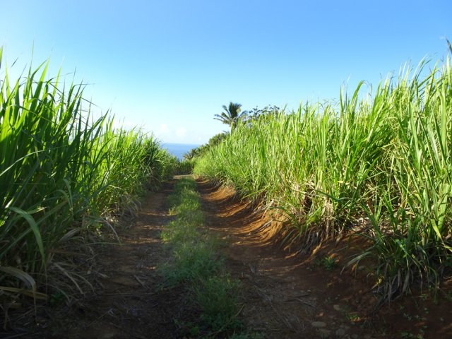 Rien ne ressemble plus à une piste cannière qu'une autre piste cannière