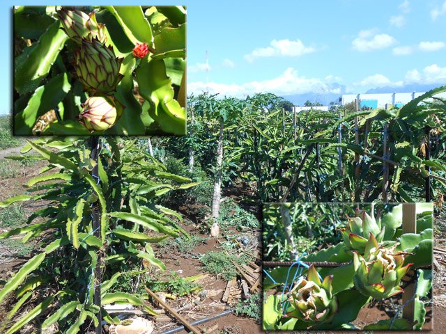 Le champ de pitayas. Fruits et fleurs