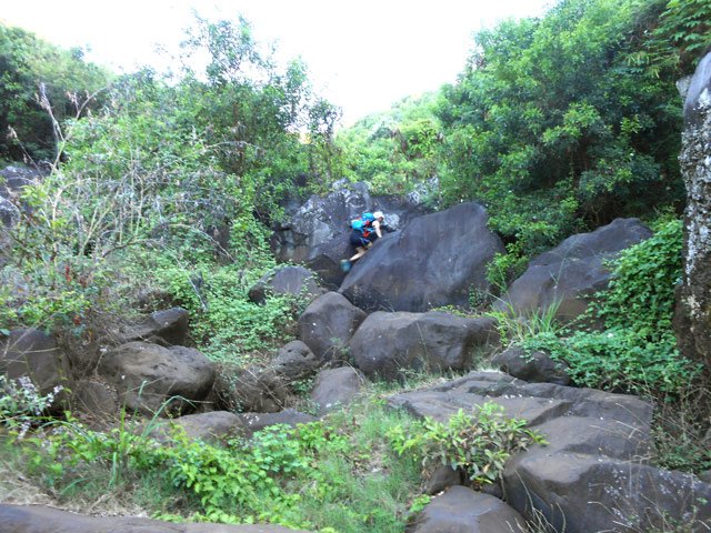 Type de paysage en début de montée de la Rivière d'Abord