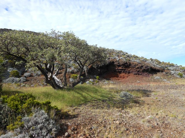 L'ancien cratère et son tamarin au plus près du véhicule