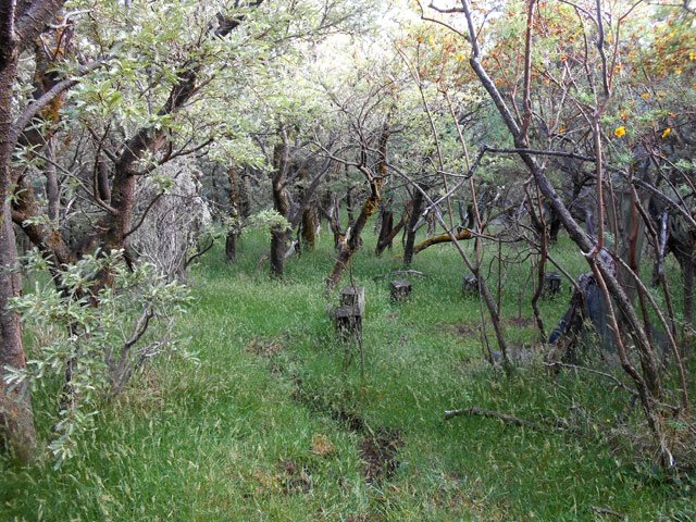 Le sentier balisé qui redescend vers la Rampe Liot passe sous des petits tamarins des Hauts