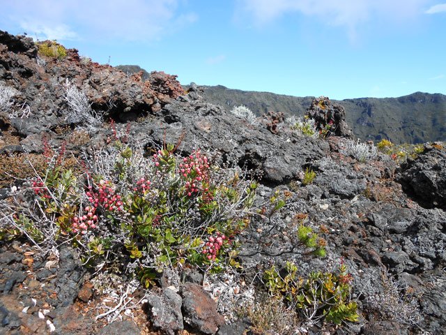 Petit bois de rempart de moins de 30 cm mais qui fleurit déjà