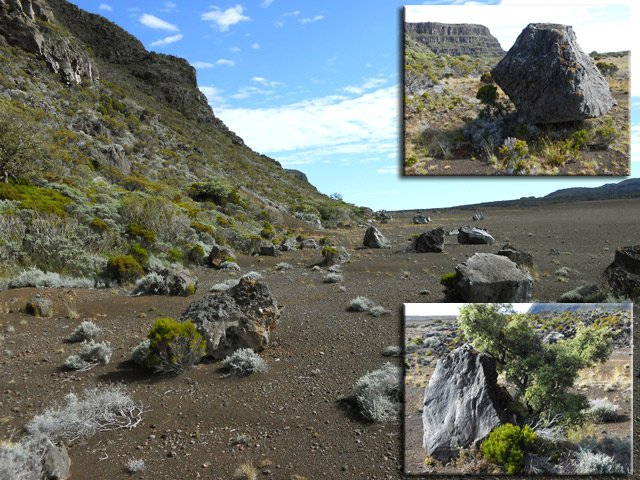 Des arbres tentent de pousser à l'ombre des gros rochers tombés de la falaise