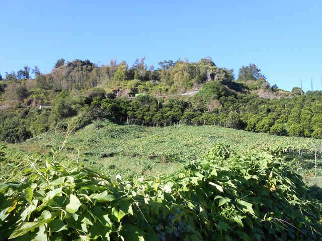 Chouchous et vergers entre le sentier et la route principale