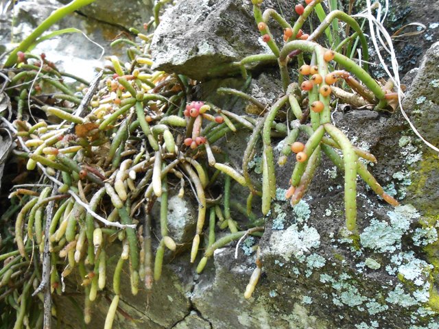 Une succulente qu'on trouve parfois dans les rochers