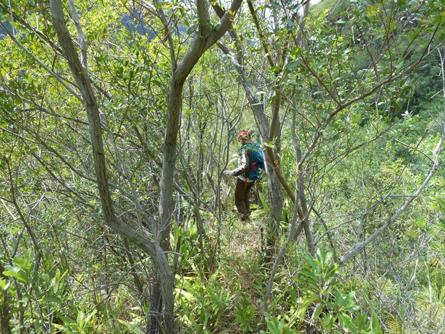 Sentier sur une arête étroite envahie de végétation