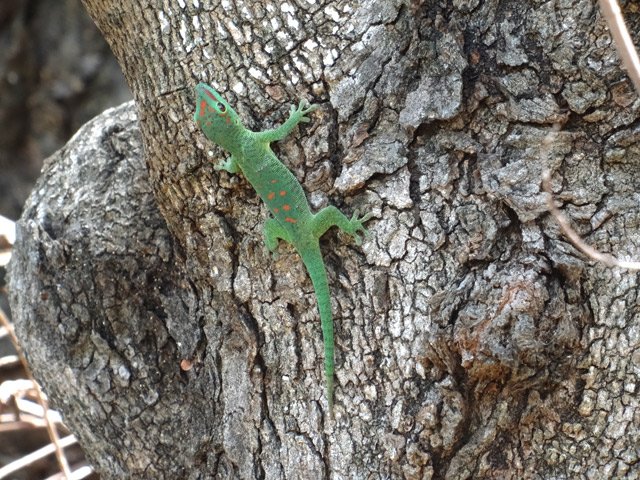 Ce jeune gecko de Madagascar deviendra grand (25 cm) et gourmand