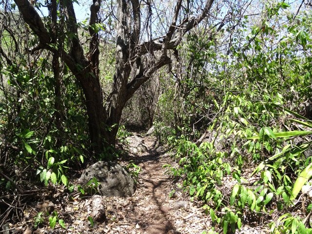 Cheminement à plat le long de la Petite Ravine des Lataniers