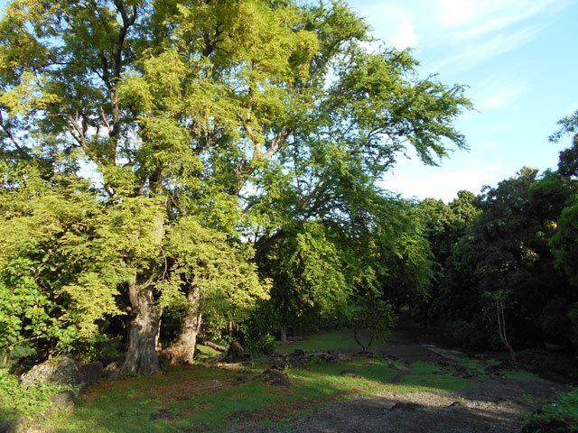 Les derniers tamarins avant les manguiers
