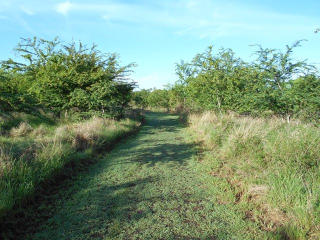 La piste se poursuit le long de la Grande Ravine des Lataniers, toujours aussi agréable