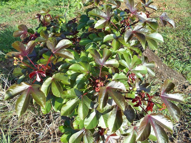 La région est envahie de cette belle plante