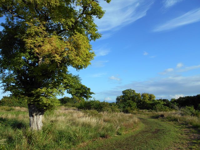 Le chemin du retour sous les grands tamarins