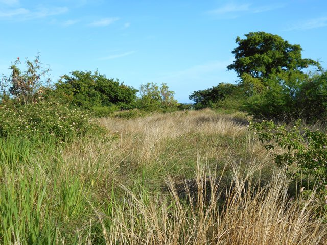 Les grandes herbes sont plus souvent jaunes que vertes