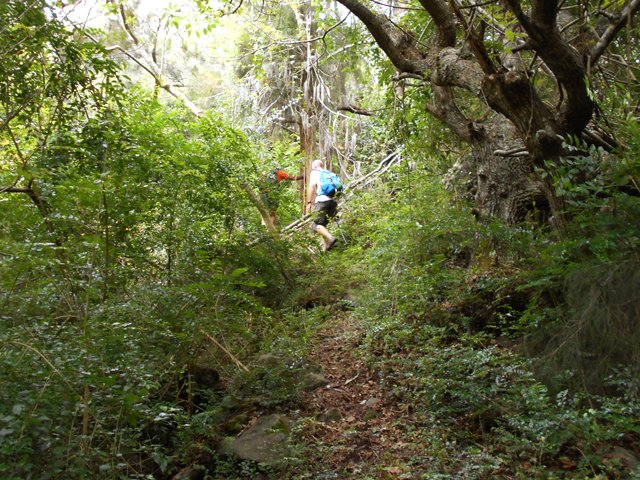 Une idée du sentier bordé de troènes qui relie les deux îlets