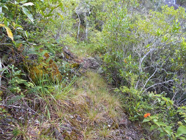 Le sentier, étroit mais impossible à manquer