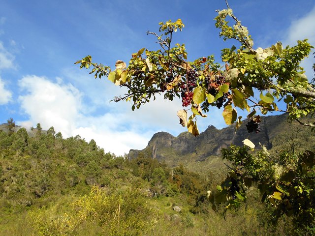 La vigne a grimpé le long des branches des arbres