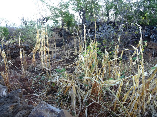 On trouve quand même de "minuscules lopins" de terre cultivés