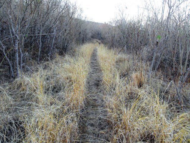 Le sentier oblique sur la droite et traverse les épineux dans les herbes sèches