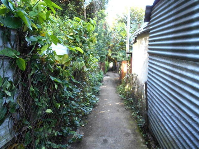 La deuxième allée entre les tôles et haies