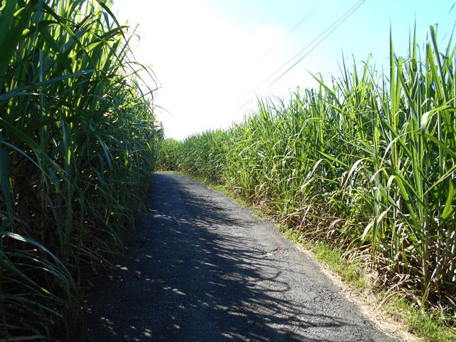 Petite route dans les cannes pour rejoindre la 3ème ruelle