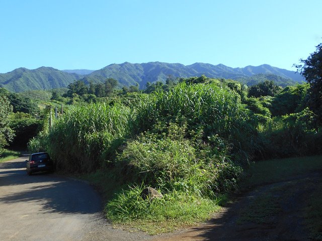 Une autre vue sur la Chaîne du Bois de Nèfles et la réserve biologique des Makes