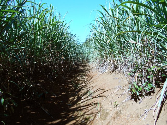Après la passerelle, prendre le champ de canne, à longer ou traverser