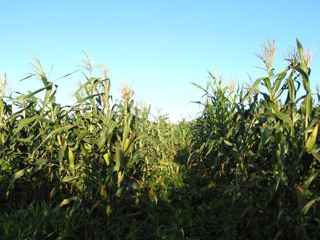 Un champ de maïs