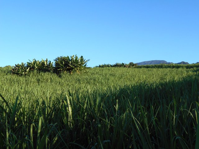 De la canne à perte de vue