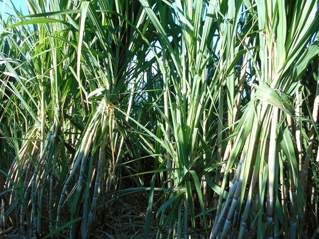 La canne, liée en fagots pour le maintenir en place