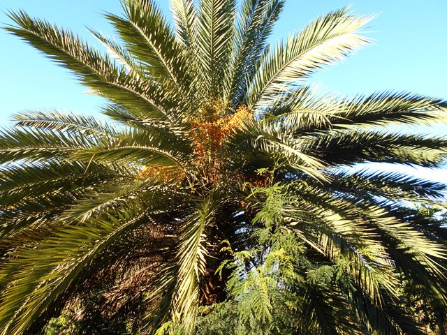 Un palmier dattier dans les cultures