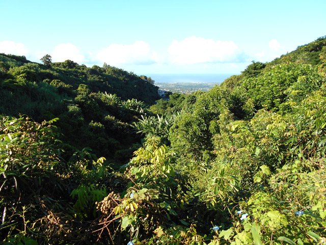Vue sur les vergers et l'océan