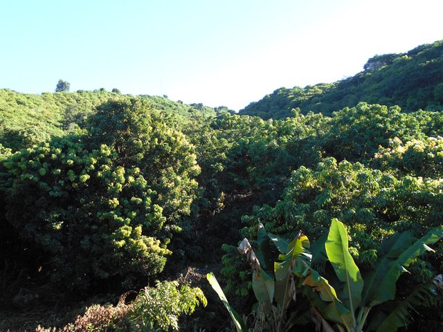 D'autres vergers de litchis ou manguiers