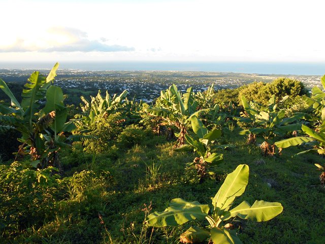 Point de vue sur Saint-louis depuis une jeune bananeraie