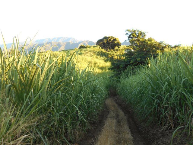 Belle piste déjà désherbée avec vues sur les Hauts des Makes