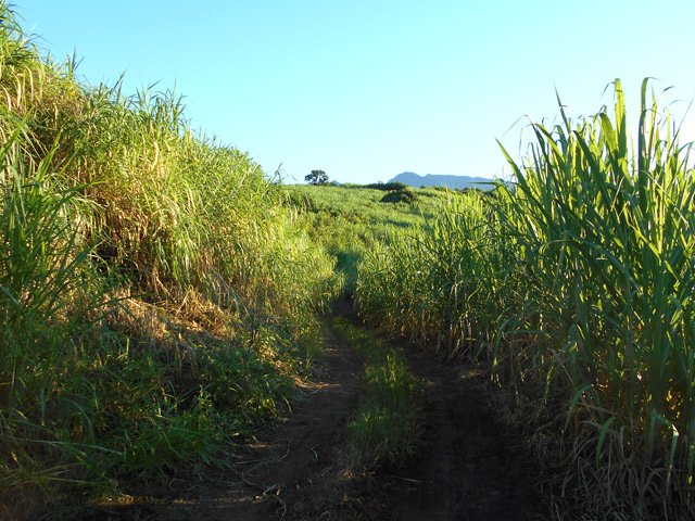 Une autre piste dans les cannes à sucre