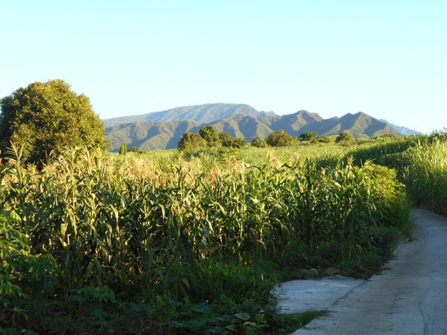 La route bétonnée montant dans les cultures