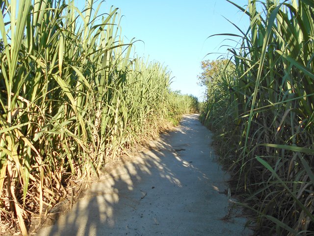 Route bétonnée étroite dans les cannes qui en dévorent la moitié