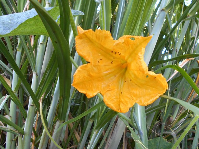Une graine de pastèque a sans doute été jetée un jour dans les canne